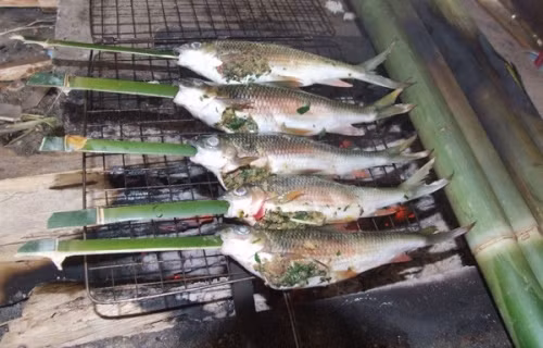 Cá mát sông Giăng: Thịt cá mát rất lành, bổ, thơm ngon, hơi có vị đắng vì khi chế biến không vứt bỏ ruột (ruột cá rất sạch vì chủ yếu ăn thức ăn thực vật), mỡ béo ít xương và ngon nhất là phần đầu.