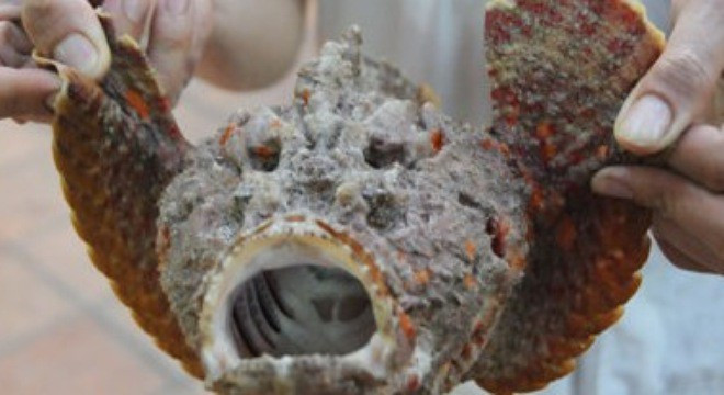 Có rất nhiều món ngon từ cá mặt quỷ, trong đó được ưa chuộng nhất là: cá mặt quỷ hấp, nấu lẩu chua hay đơn giản là chiên giòn và nướng qua than hồng.