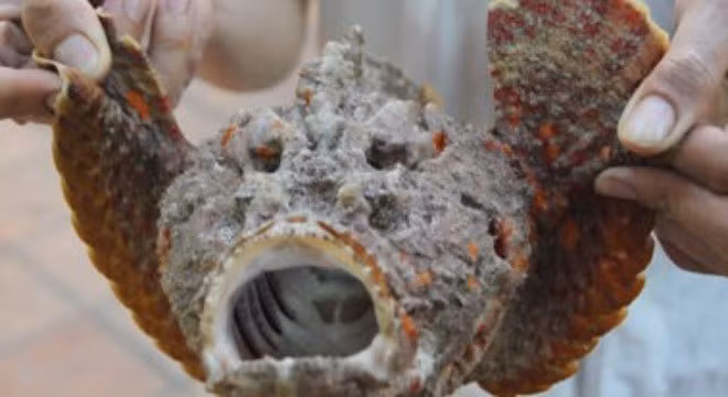 Có rất nhiều món ngon từ cá mặt quỷ, trong đó được ưa chuộng nhất là: cá mặt quỷ hấp, nấu lẩu chua hay đơn giản là chiên giòn và nướng qua than hồng.