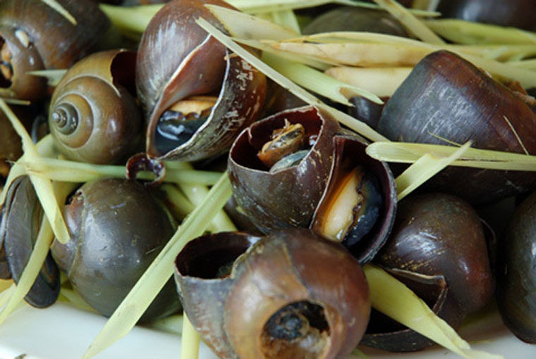 Ốc treo giàn bếp: Ốc lác được người Đồng Tháp chế biến thành rất nhiều món ăn ngon như luộc lá ổi hoặc hấp xả chấm nước mắm tỏi ớt… đặc biệt thơm ngon phải kể đến ốc treo giàn bếp. Ốc lác sau khi bắt về làm sạch thì treo trên giàn bếp cho khói xông vào từ 4 – 5 tháng rồi đem xuống rửa sạch, hấp cùng với sả tạo nên hương vị rất đặc trưng.