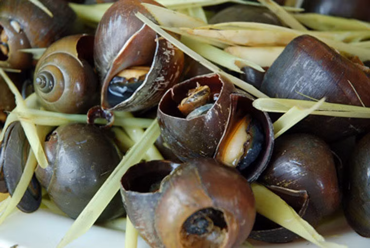 Ốc treo giàn bếp: Ốc lác được người Đồng Tháp chế biến thành rất nhiều món ăn ngon như luộc lá ổi hoặc hấp xả chấm nước mắm tỏi ớt… đặc biệt thơm ngon phải kể đến ốc treo giàn bếp. Ốc lác sau khi bắt về làm sạch thì treo trên giàn bếp cho khói xông vào từ 4 – 5 tháng rồi đem xuống rửa sạch, hấp cùng với sả tạo nên hương vị rất đặc trưng.