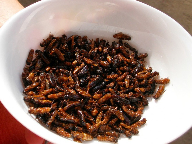Mối sau khi được thu hoạch sẽ mang đi phơi khô để ăn dần hoặc là xào tươi cho bữa ăn. Đúng là khi lên đĩa những con mối còn nguyên cánh nằm xếp lên nhau khiến ai cũng phải thấy kinh dị.