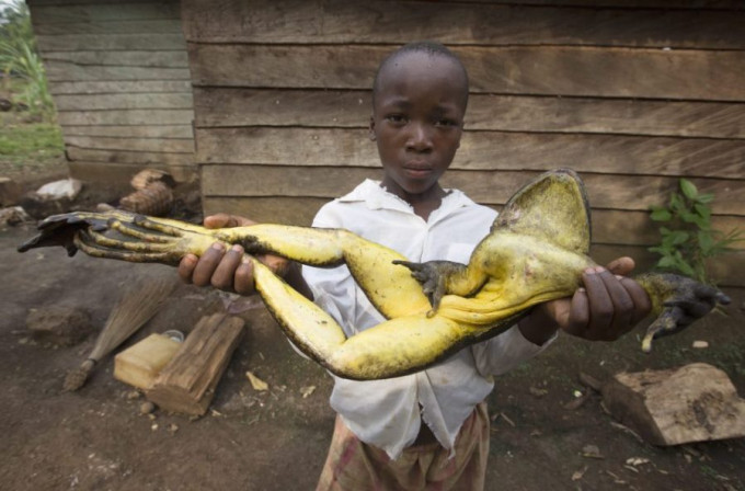 Ếch khổng lồ: Phải nói là châu Phi là mảnh đất của những thứ khổng lồ, người ta không ngại ăn thịt ếch nhưng những con ếch dài đến cả 1m, nặng đến 7kg thì đúng là không tin nổi.