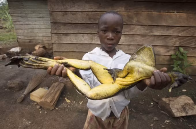 Ếch khổng lồ: Phải nói là châu Phi là mảnh đất của những thứ khổng lồ, người ta không ngại ăn thịt ếch nhưng những con ếch dài đến cả 1m, nặng đến 7kg thì đúng là không tin nổi.