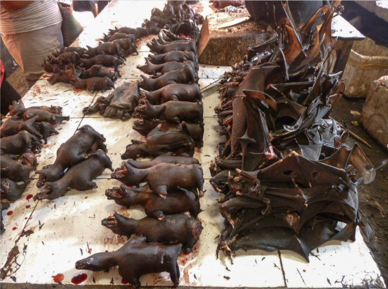 Trước sự bùng phát virus corona gần đây ở Vũ Hán (Trung Quốc), các nhà hàng ở Manado (thủ phủ tỉnh Bắc Sulawesi) đã tạm thời dừng bán món dơi hầm, do lo sợ lây lan dịch bệnh nguy hiểm từ loài dơi.