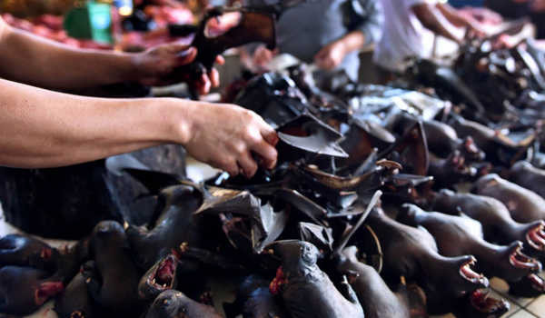 Các công đoạn hầm thịt dơi paniki bắt đầu bằng việc nướng dơi để loại bỏ tất cả lông bao phủ cơ thể. Sau đó làm sạch con vật, loại bỏ ruột và cắt thành nhiều phần nhỏ.