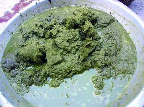 Thực tế, thứ nguyên liệu trông giống phân bò này được gọi là bách thảo thang – dịch tiết ra từ thức ăn chưa tiêu hóa hết trong dạ dày và ruột non của con bò. Một nồi lẩu phân bò chỉ ngon khi nước dùng màu xanh ngả vàng, vị hơi đắng và mùi hương nồng đậm đặc trưng.