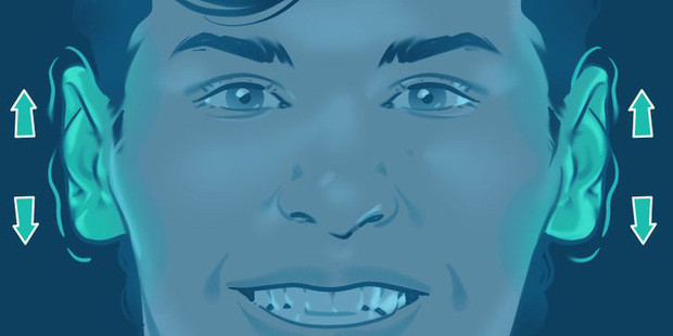 6. Đôi tai biết động đậy: Một số người có khả năng cử động được tai, số khác thì không. Và để làm được điều đó, đôi tai của bạn cần một nhóm cơ đặc biệt. Các cơ trong tai vốn tồn tại từ thời xa xưa, nhằm giúp tổ tiên hướng tai về phía có tiếng động, qua đó tăng khả năng sinh tồn. Còn giờ thì tai con người đã bé hơn trước nên nhóm cơ này chẳng còn tác dụng gì nữa.