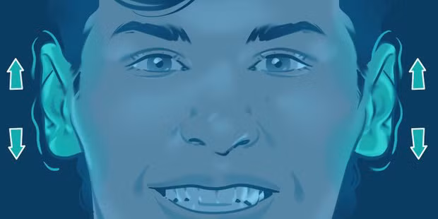 6. Đôi tai biết động đậy: Một số người có khả năng cử động được tai, số khác thì không. Và để làm được điều đó, đôi tai của bạn cần một nhóm cơ đặc biệt. Các cơ trong tai vốn tồn tại từ thời xa xưa, nhằm giúp tổ tiên hướng tai về phía có tiếng động, qua đó tăng khả năng sinh tồn. Còn giờ thì tai con người đã bé hơn trước nên nhóm cơ này chẳng còn tác dụng gì nữa.