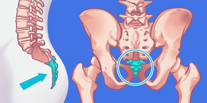 3. Xương cụt: Đây là khúc xương ở phía cuối xương sống và nó là minh chứng cho thấy tổ tiên của chúng ta từng... có đuôi. Ở các loài động vật, đuôi là bộ phận giúp chúng ta duy trì thăng bằng và khả năng di chuyển tốt. Nhưng khi con người học được cách đi bằng 2 chân, việc tồn tại một cái đuôi bỗng trở nên vô nghĩa. Vậy là qua thời gian, nó tiêu biến đi, chỉ còn lại khúc xương cụt.