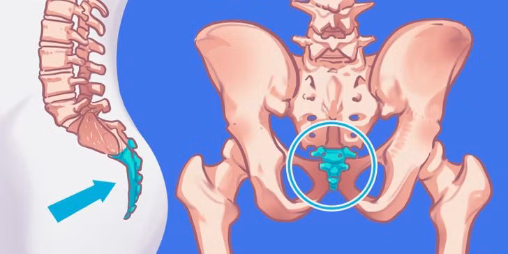 3. Xương cụt: Đây là khúc xương ở phía cuối xương sống và nó là minh chứng cho thấy tổ tiên của chúng ta từng... có đuôi. Ở các loài động vật, đuôi là bộ phận giúp chúng ta duy trì thăng bằng và khả năng di chuyển tốt. Nhưng khi con người học được cách đi bằng 2 chân, việc tồn tại một cái đuôi bỗng trở nên vô nghĩa. Vậy là qua thời gian, nó tiêu biến đi, chỉ còn lại khúc xương cụt.