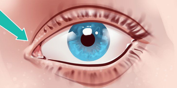 7. Plica semilunaris (màng mắt): Plica semilunaris là một nếp gấp mô siêu nhỏ nằm ở góc trong của mắt. Mọi người thường nhầm lẫn nó với tuyến lệ, vậy nhưng Plica semilunaris hoàn toàn là một bộ phận riêng biệt. Tuy nhiên, trên thực tế lớp mí mắt này gần như không có tác dụng gì. Các nhà khoa học cho biết đây là sản phẩm còn sót lại của quá trình tiến hóa.