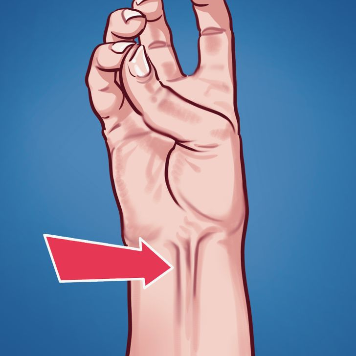 1. Cơ gan bàn tay: Hãy thử nắm ngửa tay ra và kéo căng phần cổ tay. Nếu bạn thấy có một chiếc gân nổi lên, thì bạn nằm trong số 10% dân số thế giới "may mắn" được sở hữu cơ gan bàn tay. Bộ phận vô dụng này được gọi là "long palmar muscle" - cơ gan tay, và nó... hoàn toàn vô dụng.