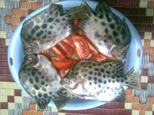 Ngoài món nướng, cá hói còn được đem nấu lẩu vô cùng hấp dẫn. Đây cũng là món ngon từ cá hói dễ gây nghiện.