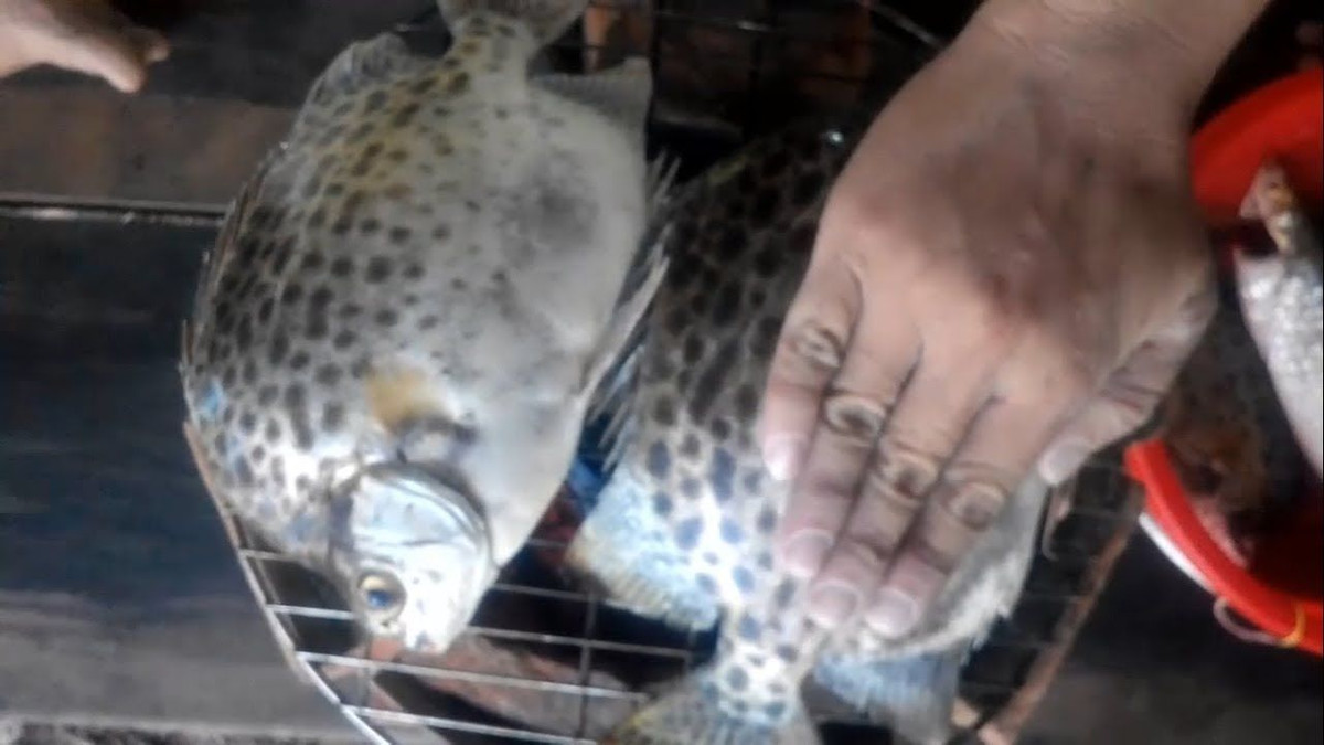 Cá hói rất ngon, nạc thịt. Món cá hói nướng nguyên con trên than hoa, hay còn gọi là cá nướng nguyên thủy là một trong những món hải sản hấp dẫn của Quảng Ninh. Ảnh: Báo Quảng Ninh.