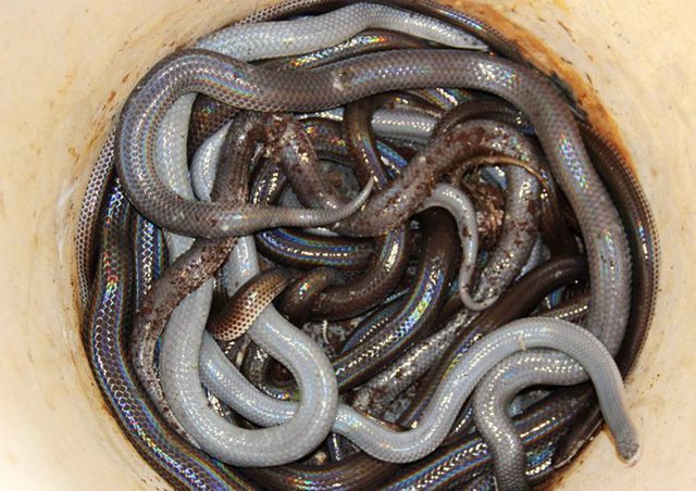 Rắn hổ hành ngon nhất là những con chừng nửa kg, thịt ngọt mềm. Rắn sau khi bắt về được chặt bỏ đầu, rồi đem hơ rắn trên lửa ngọn hoặc trụng nước sôi.