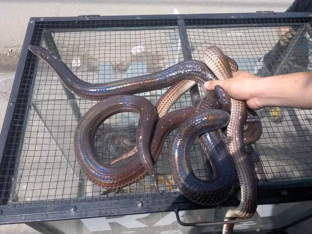 Người miền Tây có nhiều món ngon chế biến từ loại rắn này như: rắn xào xả ớt, rắn hầm đậu xanh, khô rắn… Trong đó, nổi tiếng và được ưa chuộng nhất phải kể đến món lẩu rắn hổ hành.