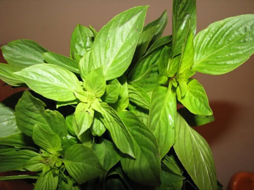 Lá húng quế có đặc tính kháng khuẩn, chống viêm và giảm đau, đây là biện pháp tốt nhất cho việc chữa đau tai. Lấy chiết xuất lá húng quế, nhỏ vài giọt nước ép này vào tai bị đau và lặp lại mỗi ngày một lần.