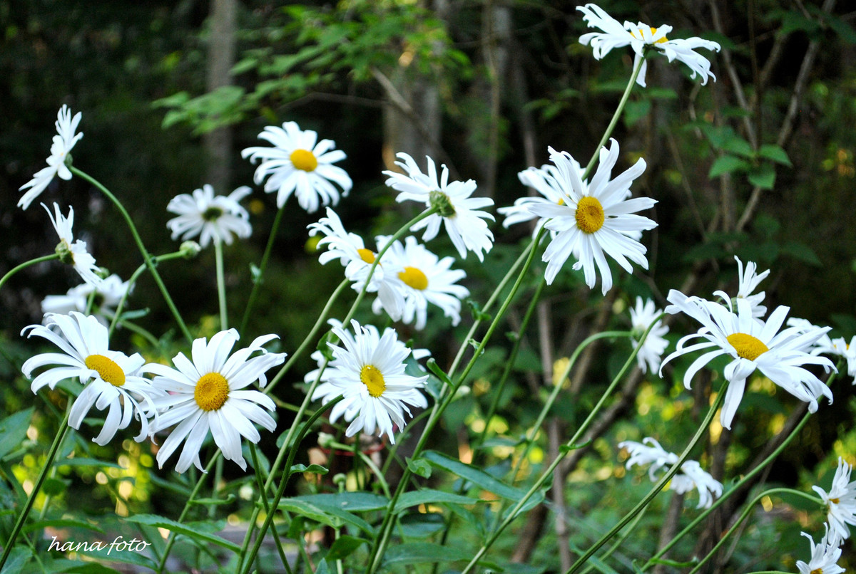 Mon an thuoc giup tang cuong thi luc danh cho nguoi mat kem-Hinh-2