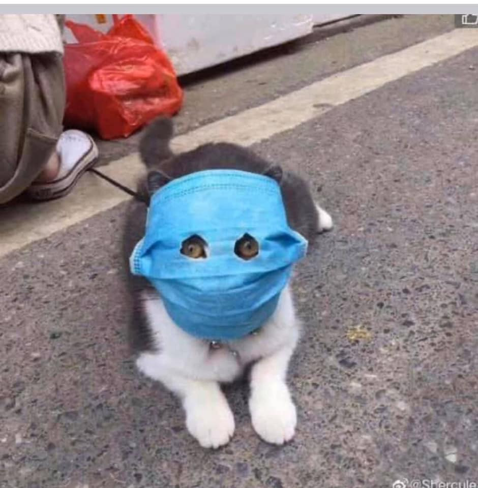 Không chỉ các em bé, trước đó hình ảnh thú cưng đeo khẩu trang phòng dịch vô cùng đáng yêu cũng được chia sẻ rầm rộ.