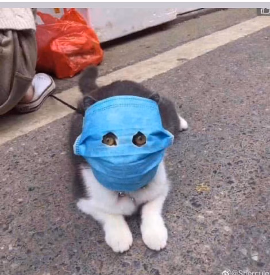 Không chỉ các em bé, trước đó hình ảnh thú cưng đeo khẩu trang phòng dịch vô cùng đáng yêu cũng được chia sẻ rầm rộ.