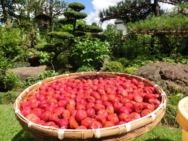 Khi mặt ngoài quả mận bắt đầu mềm ra và chuyển sang màu đỏ tươi, người ta vớt mận ra và phơi ngoài trời từ 2 đến 3 ngày. Khi đã khô, mận được thu vào một chiếc vại khác để ăn dần.