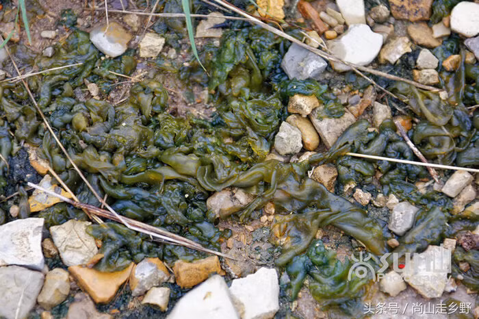 Đặc biệt, tảo sẽ sinh sôi mạnh mẽ tại những nơi có nhiều phân động vật hoặc gần nhà vệ sinh. Vậy nên, đối với món tảo này, ngay cả người dân Giang Tô cũng có phần ngại ngùng khi cầm đũa.