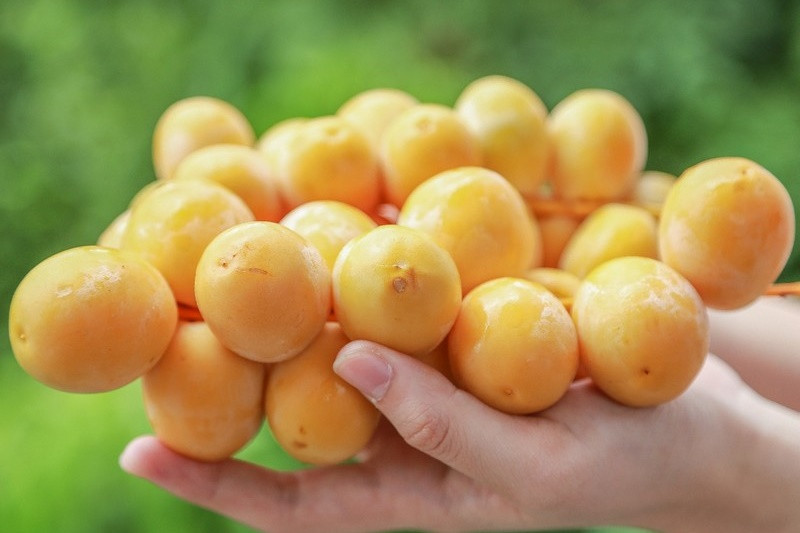 Quả chà là: Lưu ý rằng, quả chà là tươi sẽ nhiều chất dinh dưỡng hơn quả chà là đã được xử lý. Trung bình 100 gram quả chà là chứa tới 380mg vitamin C. Ngoài ra, quả chà là còn rất giàu chất đạm, canxi, phốt pho, selen cùng nhiều nguyên tố vi lượng khác. Ảnh: Internet. 