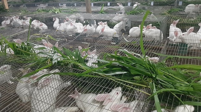 Von 20 trieu thu nua ty moi nam, khoi nghiep nhu mo cua chang 9X-Hinh-2