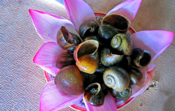 Ai cũng nghĩ làm như vậy ốc sẽ chết do hơi nóng bốc lên hoặc ốm tong teo vì nhịn đói, nhịn khát nhưng không ngờ ốc lại mập ra, béo ngậy, trở thành món đặc sản vô cùng khoái khẩu của mọi người ở khắp vùng quê và thành thị.