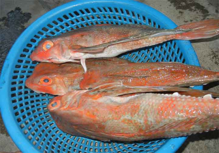 Bỗng dưng mấy năm gần đây, sau khi biết cách chế biến và thưởng thức đúng “chuẩn” thì nhiều người mới nhận ra hương vị thơm ngon “thượng hạng” của cá tắc kè.