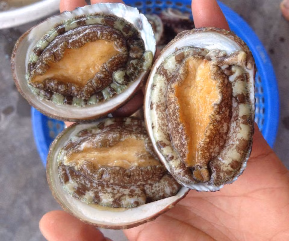 Điều hòa chức năng tuyến giáp: Hormon tuyến giáp là cần thiết cho sự tăng trưởng và phát triển bình thường của các mô như hệ thống thần kinh trung ương. Bào ngư chứa một lượng iốt đáng kể đóng vai trò thiết yếu trong chức năng của tuyến giáp. Loại hải sản này cũng cung cấp đồng giúp kích thích chức năng tuyến giáp bằng cách tăng cường hormone và cải thiện chức năng trao đổi chất.