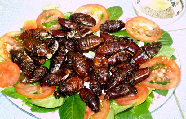 Bọ Xít: Đây là một món ăn thử thách lòng dũng cảm cũng như khẩu vị của mỗi người. Bọ xít rừng được chế biến rất đơn giản, ngâm qua nước gạo đã pha ớt để khử bớt mùi. Sau đó đảo đều trên chảo lửa cùng lá chanh. Bọ xít rừng hiếm hơn nên giá cả đắt đỏ nhưng ăn lại ngon và bổ hơn. Ảnh: Internet.