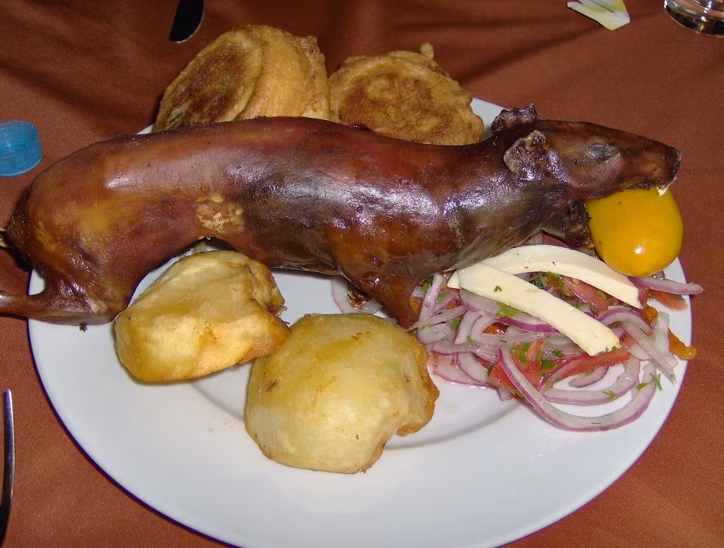 Người dân Peru không ăn cuy trong ngày thường mà dành món ăn này cho các dịp quan trọng như lễ hội, sinh nhật, năm mới, tiệc đãi khách quý...