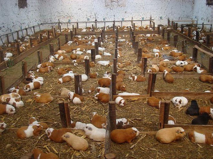 Nuôi chuột lang chỉ cần một không gian nhỏ và rau làm thức ăn. Tuy vậy, những con chuột nuôi làm thực phẩm chỉ được cho ăn cỏ linh lăng (cây họ đậu) để đảm bảo độ dai của thịt.