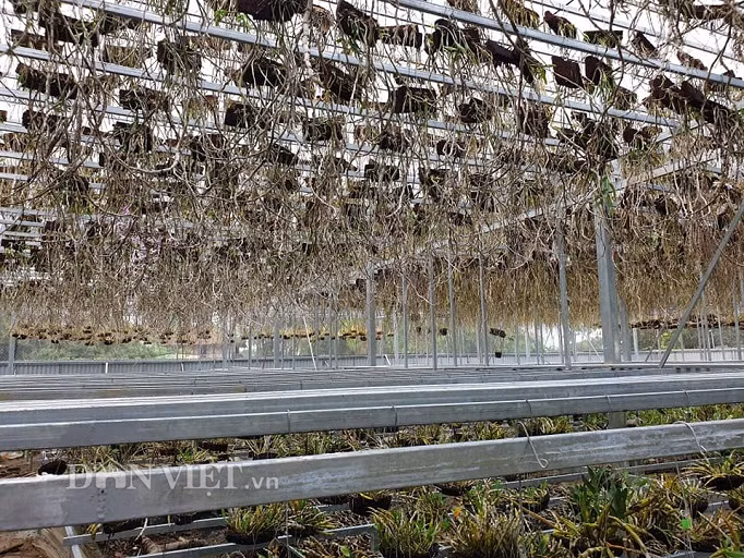 Ngam vuon lan rung dep me man cua kieu nu 9X tinh Dien Bien-Hinh-3