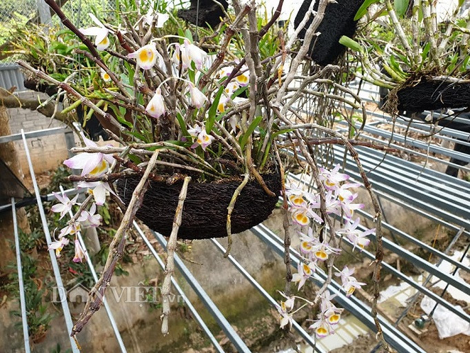 Ngam vuon lan rung dep me man cua kieu nu 9X tinh Dien Bien-Hinh-4