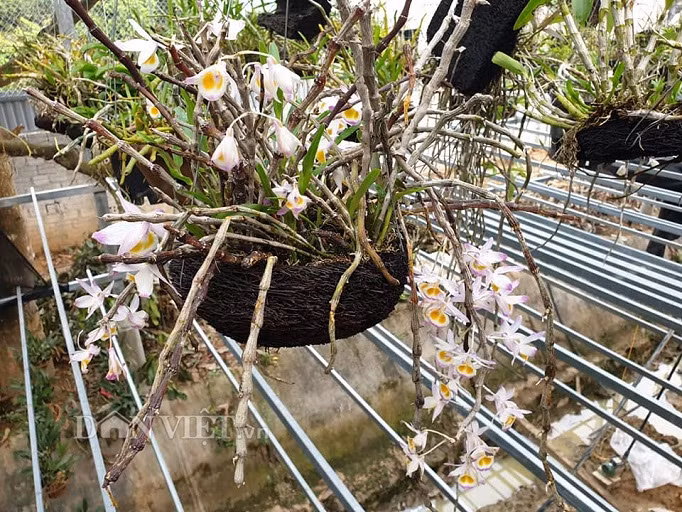 Ngam vuon lan rung dep me man cua kieu nu 9X tinh Dien Bien-Hinh-4