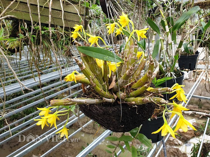 Ngam vuon lan rung dep me man cua kieu nu 9X tinh Dien Bien-Hinh-8