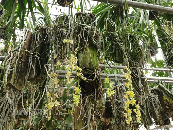 Ngam vuon lan rung dep me man cua kieu nu 9X tinh Dien Bien-Hinh-5