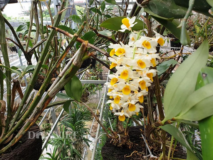 Ngam vuon lan rung dep me man cua kieu nu 9X tinh Dien Bien-Hinh-9