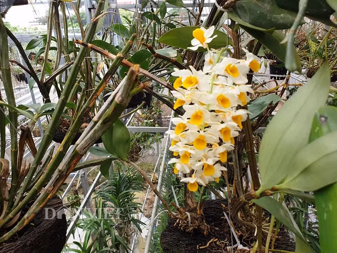 Ngam vuon lan rung dep me man cua kieu nu 9X tinh Dien Bien-Hinh-9