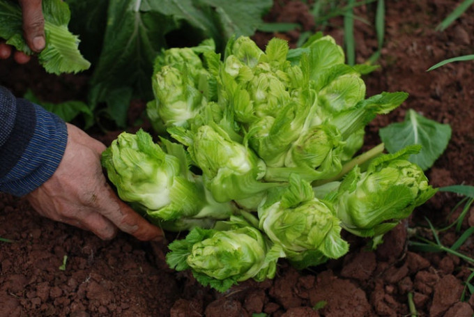 Cách đơn giản và thường thấy nhất để chế biến nguyên liệu này chính là luộc. Bởi rau mầm đá rất nhanh nhũn, nên sau khi nồi nước sôi bùng lên thì thả rau vào khoảng 30 giây là chín.