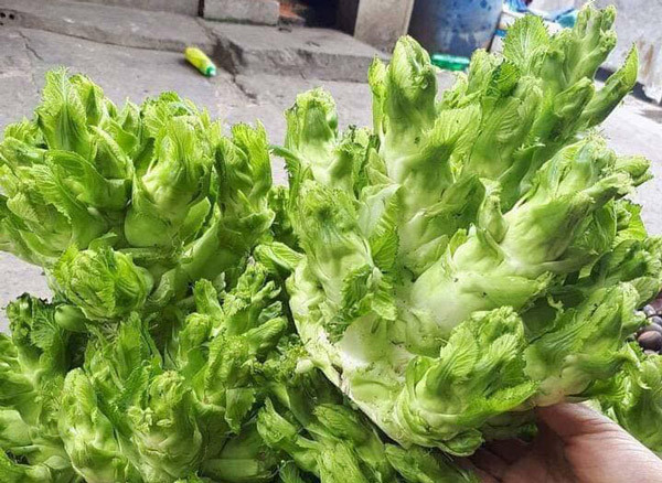 Rau mọc nhiều nhất vào khoảng thời gian từ tháng 11 đến tháng 3 Dương lịch. Rau mầm đá càng mọc ở trên cao với khí hậu lạnh khắc nghiệt sẽ càng ngon ngọt. Ngoài việc là loại rau ngon, rau mầm đá còn có tác dụng hỗ trợ chữa các loại bệnh liên quan đến xương khớp, phục hồi xương khớp, bồi bổ cơ thể sau khi ốm, dùng để giã rượu cũng rất tốt.