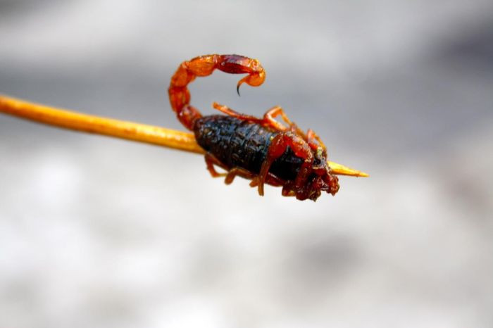 Bọ cạp chiên: Nếu muốn tìm một món làm mồi nhậu trong những ngày mưa ở Thái Lan, có lẽ người ta sẽ chỉ ngay cho bạn món bọ cạp chiên. Theo mô tả của người địa phương, món này giòn ruộm, thơm và khi ăn phần bụng sẽ có cảm giác hơi béo một chút. Tuy nhiên, điều khiến họ thích thú nhất ở bọ cạp chiên là cách nhai giòn rụm vô cùng thú vị.