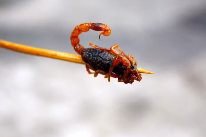 Bọ cạp chiên: Nếu muốn tìm một món làm mồi nhậu trong những ngày mưa ở Thái Lan, có lẽ người ta sẽ chỉ ngay cho bạn món bọ cạp chiên. Theo mô tả của người địa phương, món này giòn ruộm, thơm và khi ăn phần bụng sẽ có cảm giác hơi béo một chút. Tuy nhiên, điều khiến họ thích thú nhất ở bọ cạp chiên là cách nhai giòn rụm vô cùng thú vị.