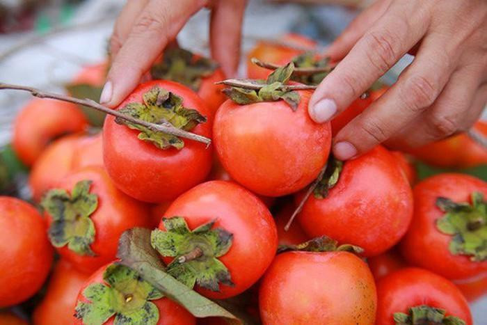 Hồng đỏ dường như là một món quà đặc biệt mà thiên nhiên dành tặng riêng cho mùa thu Hà Nội. Những trái hồng đỏ mang một vị ngọt dịu mát như chứa cả mùa thu trong đó.