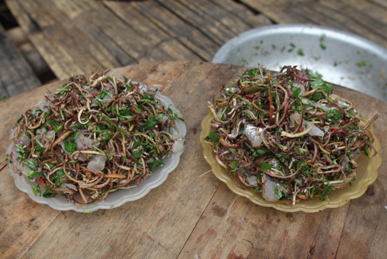 Món gỏi cá của đồng bào dân tộc Thái đã trở thành món ăn đặc sắc và mang đậm nét văn hóa ẩm thực riêng biệt trong bữa cơm của mọi gia đình từ xưa đến nay, nhất là trong những ngày lễ, ngày tết không thể thiếu món ăn này. Ảnh: Internet. Video "Chế biến món ngon từ nấm đông cô". Nguồn: VTC.