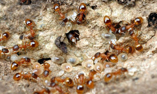 Lúc này, người dân sẽ đi săn những tổ kiến vàng xa nhà, thường nằm trong các rẫy cà phê về để nấu ăn.