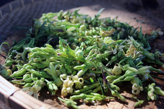 Nếu nấu canh chua cá suối, người ta sẽ đợi khi nồi canh đang sôi ùng ục thì cho kiến vào, đảo cho nguyên liệu trong nồi vừa chín thì bắc xuống.